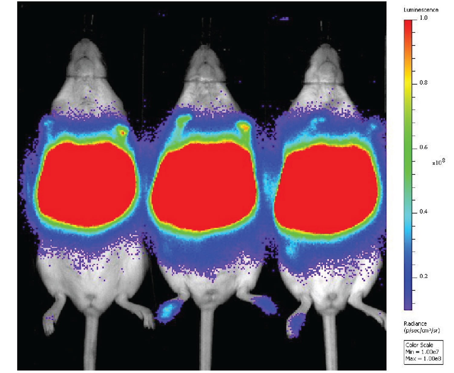 [MISSING IMAGE: t1701925_chrt-mice.jpg]