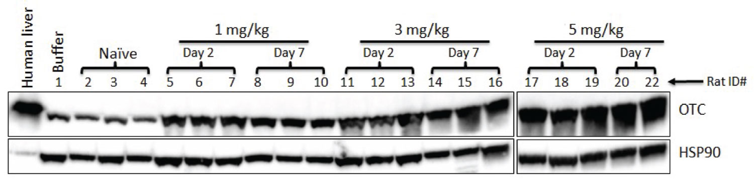 [MISSING IMAGE: t1701925_chrt-protein.jpg]