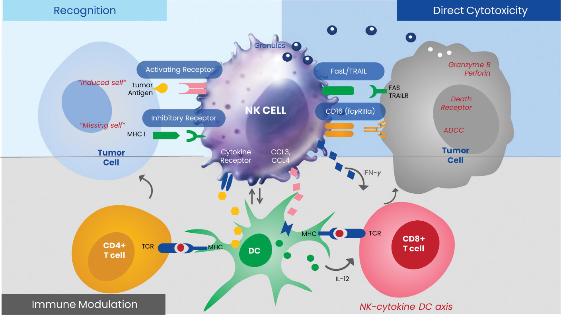 [MISSING IMAGE: img_immune-4clr.jpg]