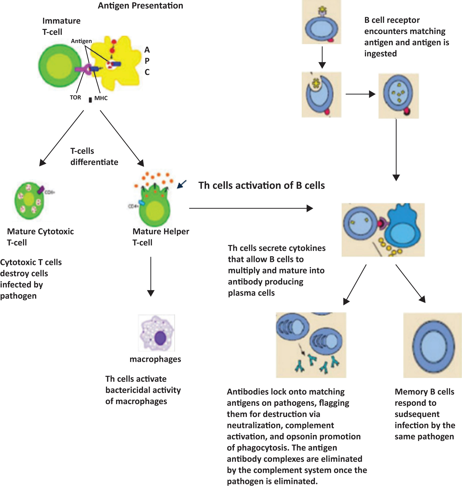 [MISSING IMAGE: tb_antigen-4clr.jpg]